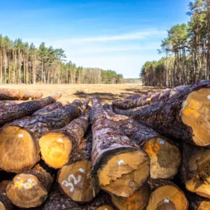Stammholz – Kiefer
