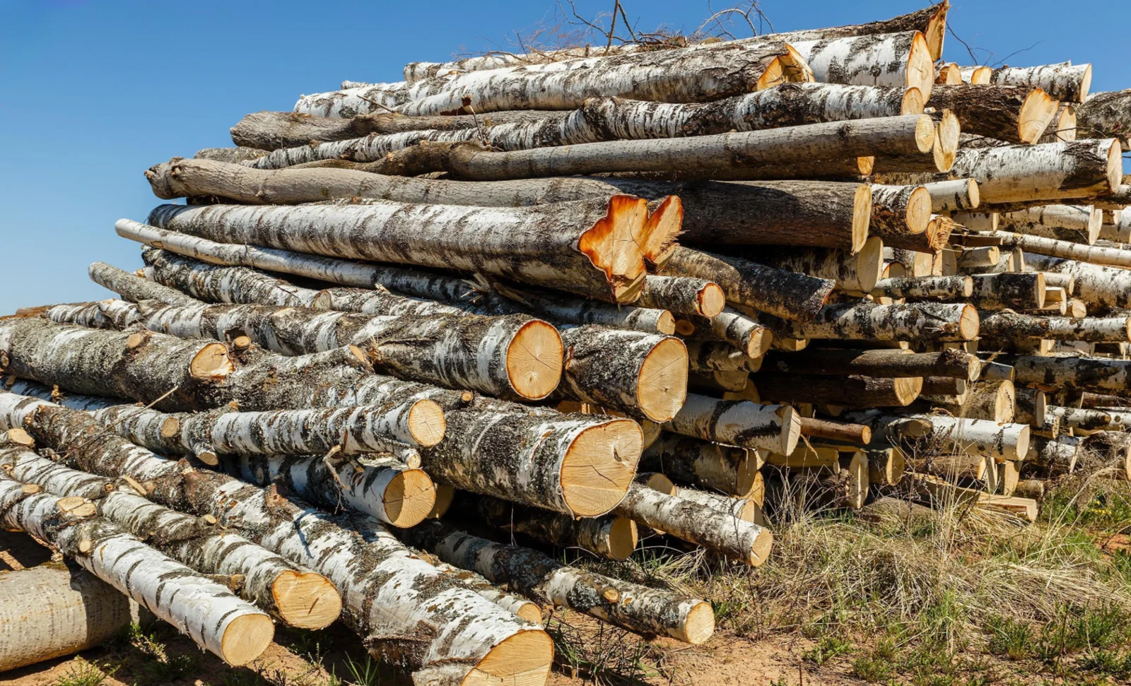 Stammholz – Birke