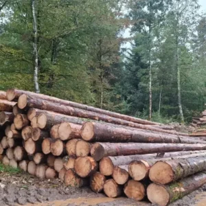 Stammholz – Fichte