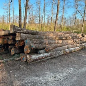 Stammholz – Hartholzmix