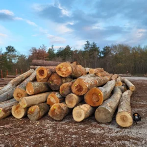 Stammholz – Buche