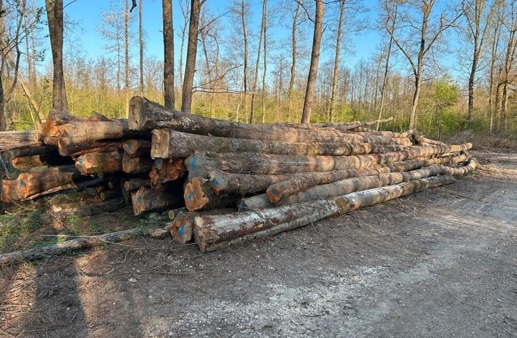 Stammholz – Hartholzmix